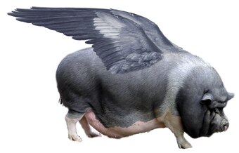 Sus Scrofa Avionica