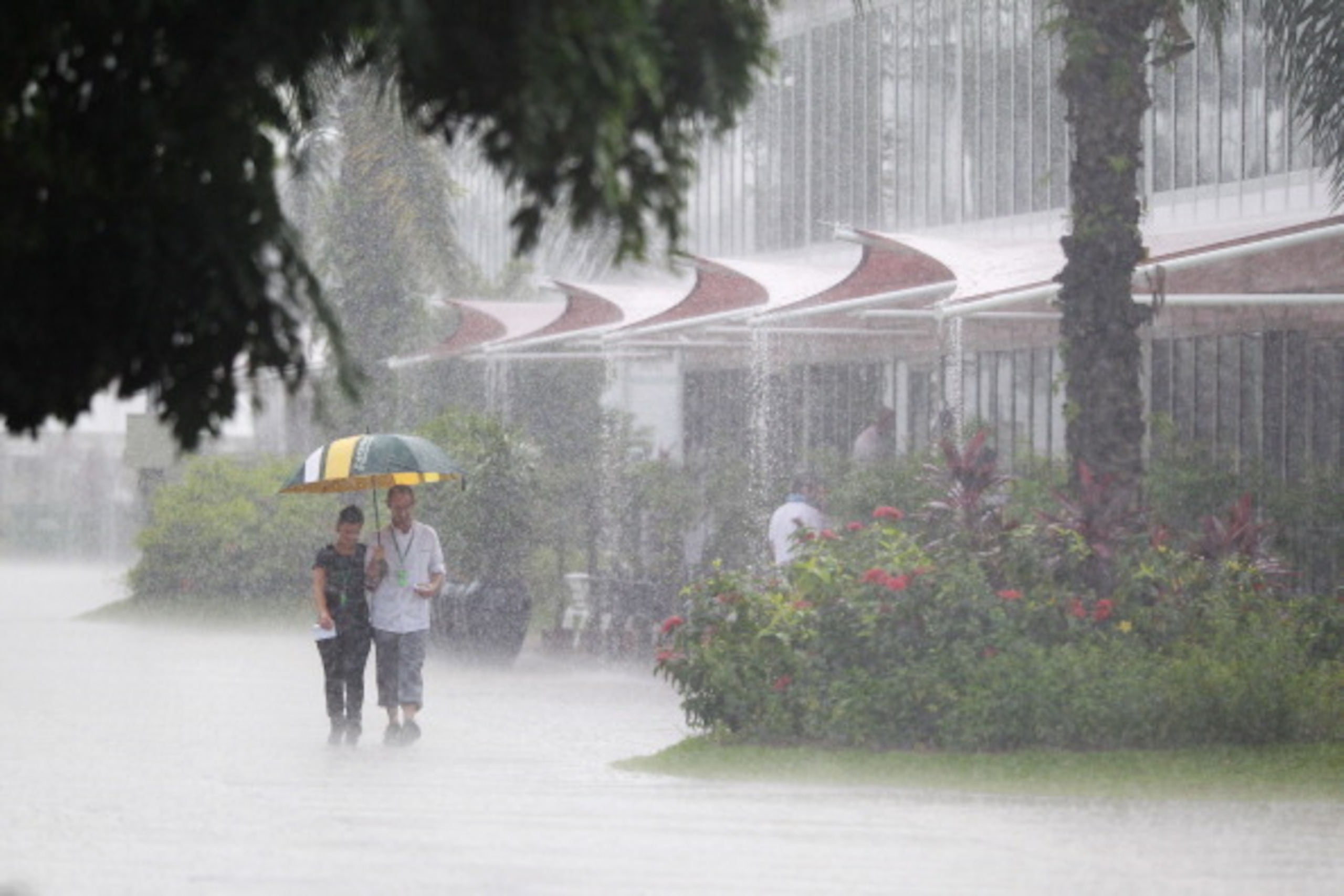 Sepang, 2012. There's a path under there somewhere.