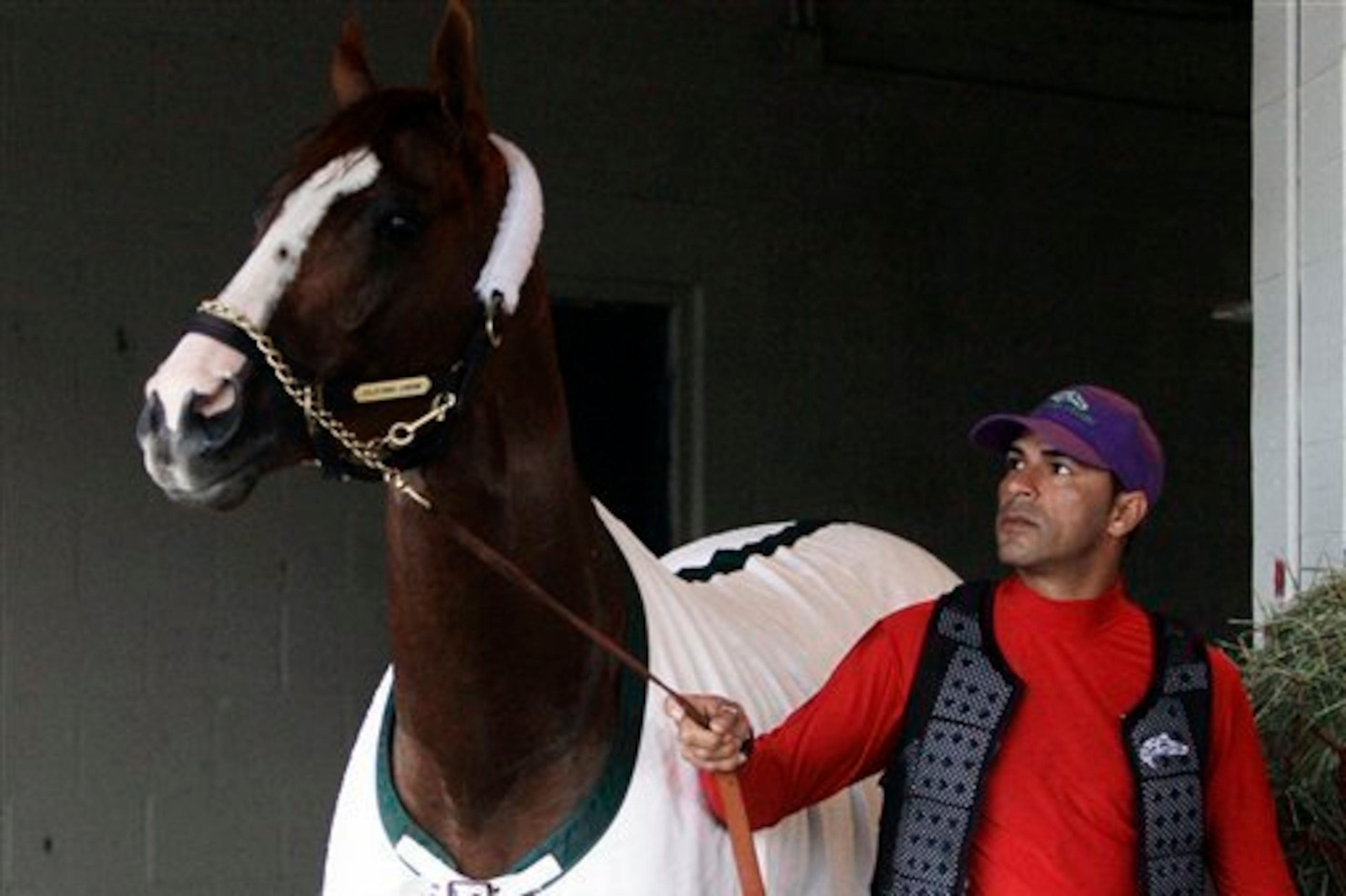 The big horse, California Chrome, Saturday's likely favorite. The big horse, California Chrome, Saturday's likely favorite.