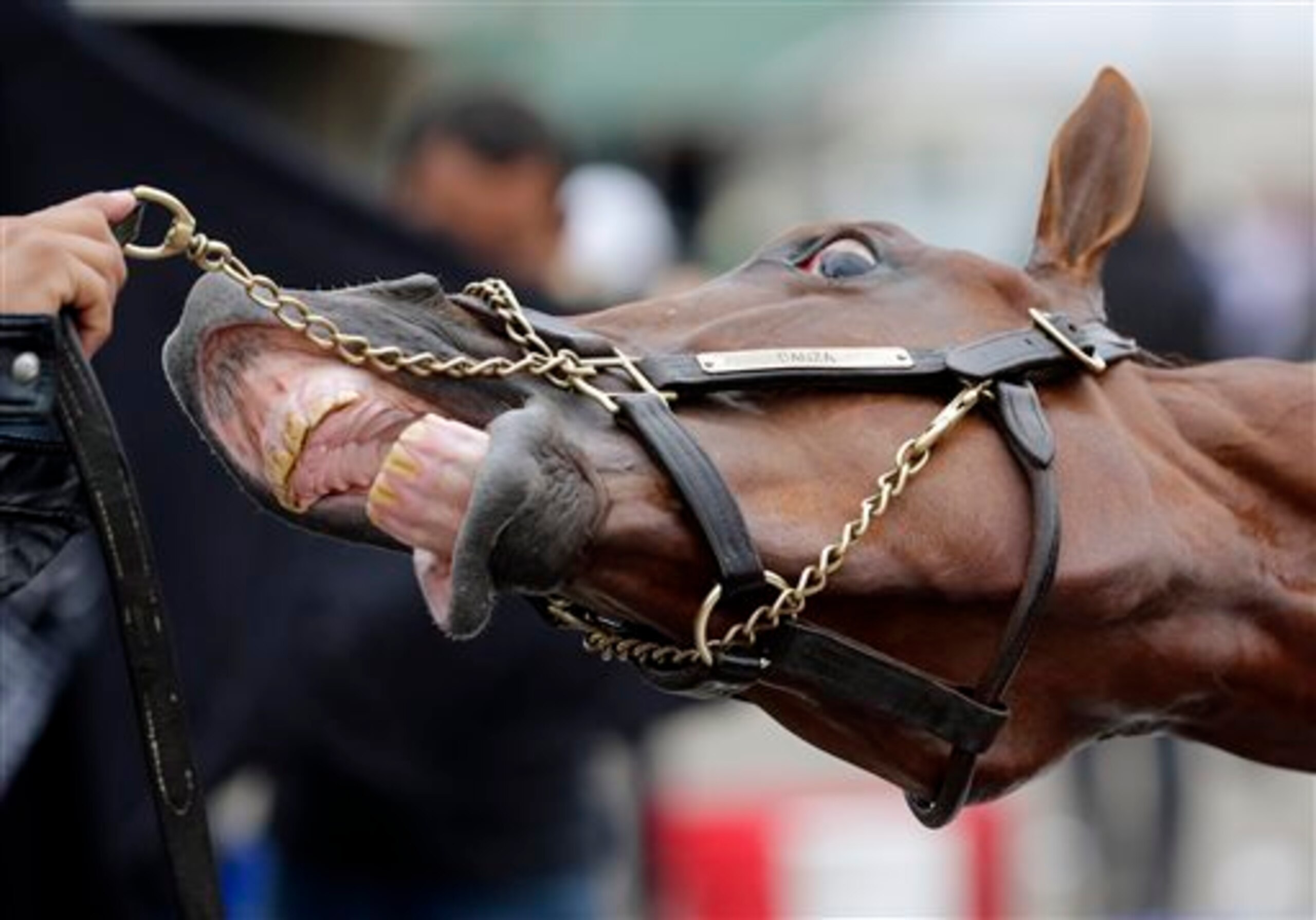 Ladies and gentlemen, your Arkansas Derby winner.