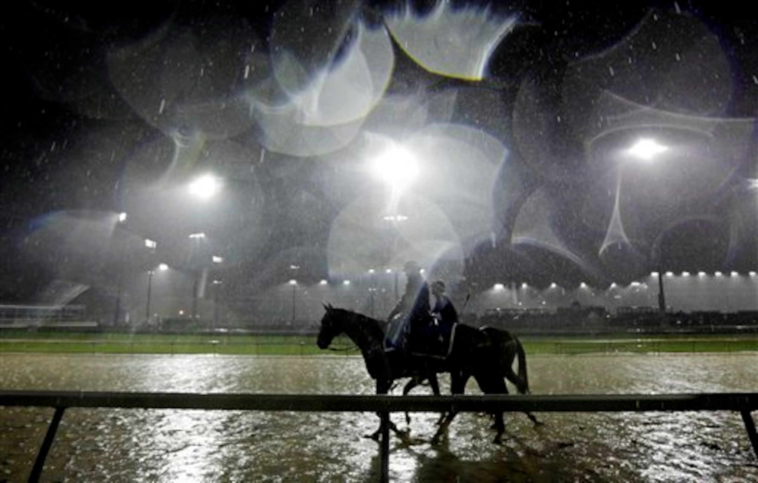 Tapiture walks in the rain.