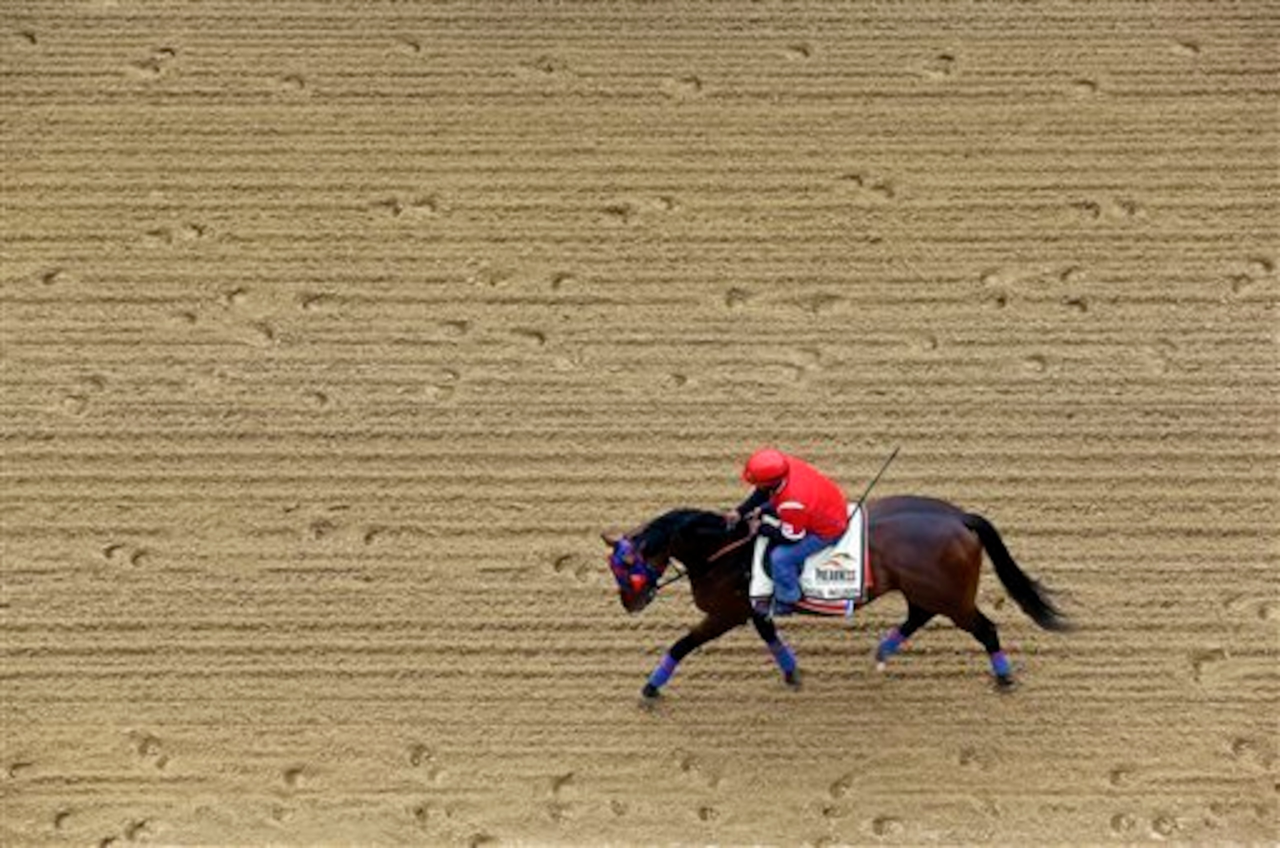 Social Inclusion is hot heading into the Preakness. Social Inclusion is hot heading into the Preakness.