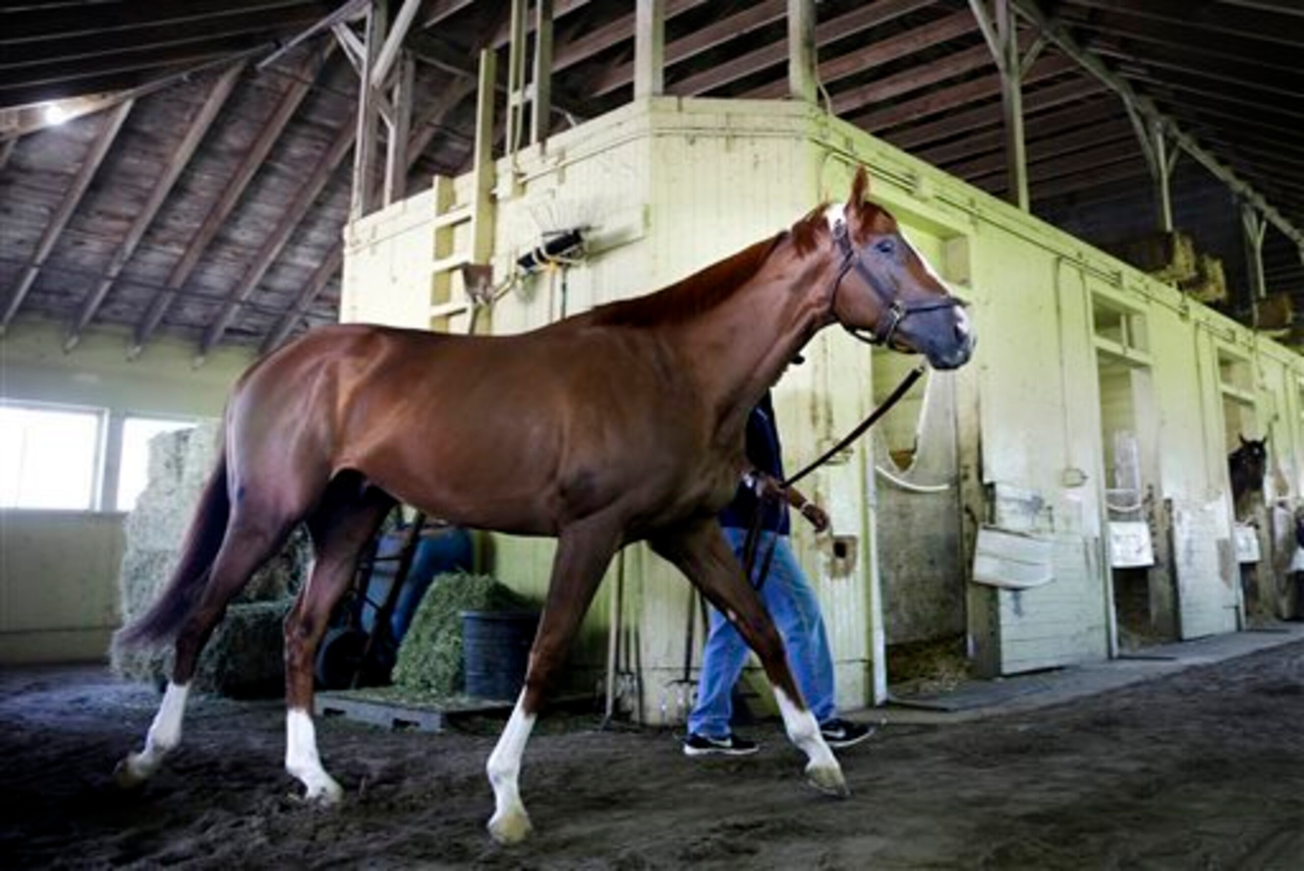 The big horse California Chrome takes aim at the Triple Crown. The big horse California Chrome takes aim at the Triple Crown.