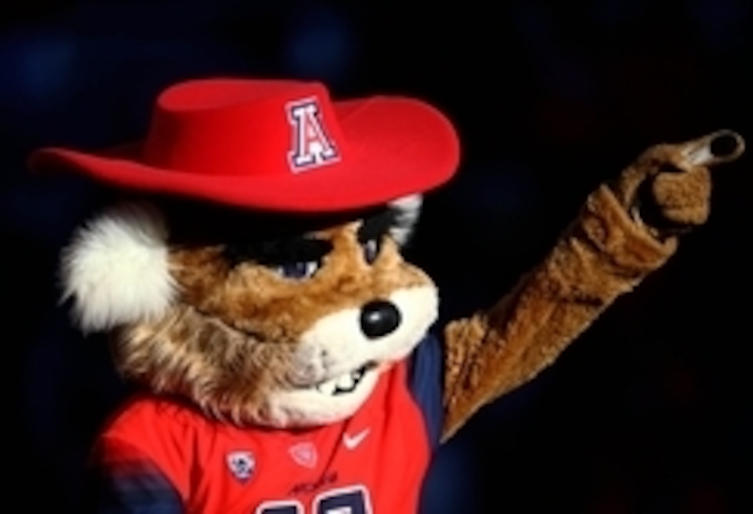 The Arizona Wildcats' mascot