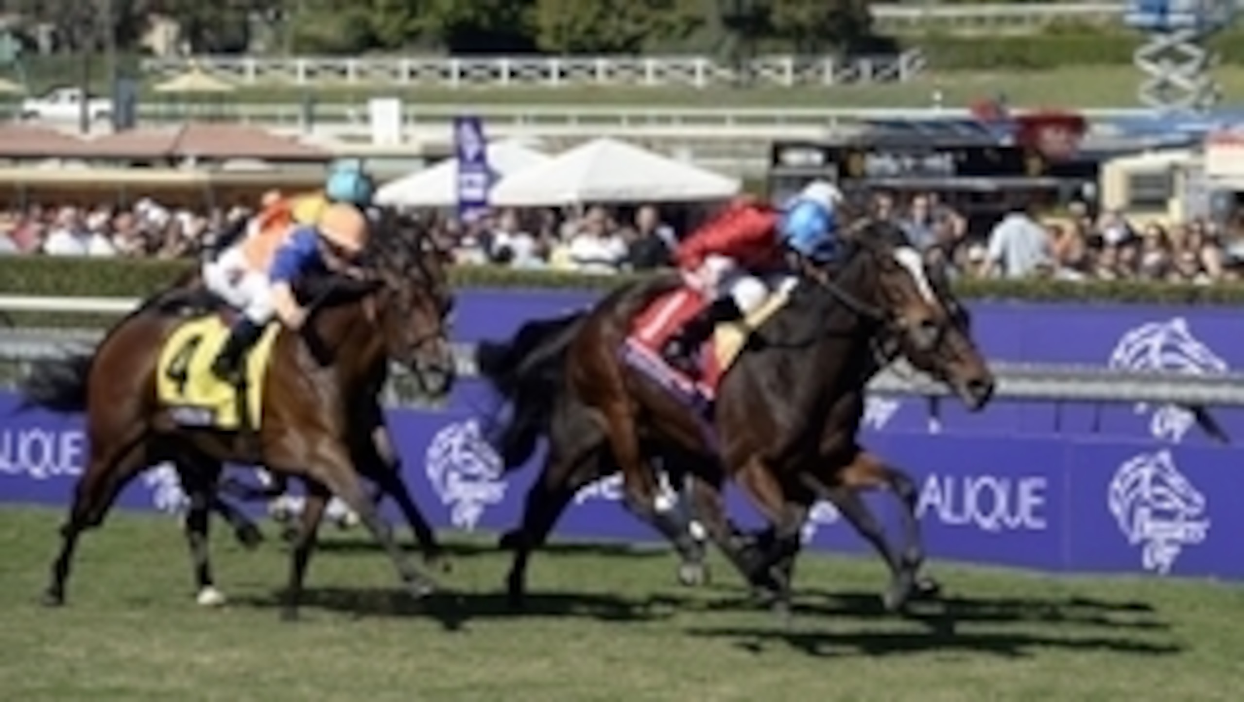 Dank looks for a repeat in the Filly & Mare Turf.