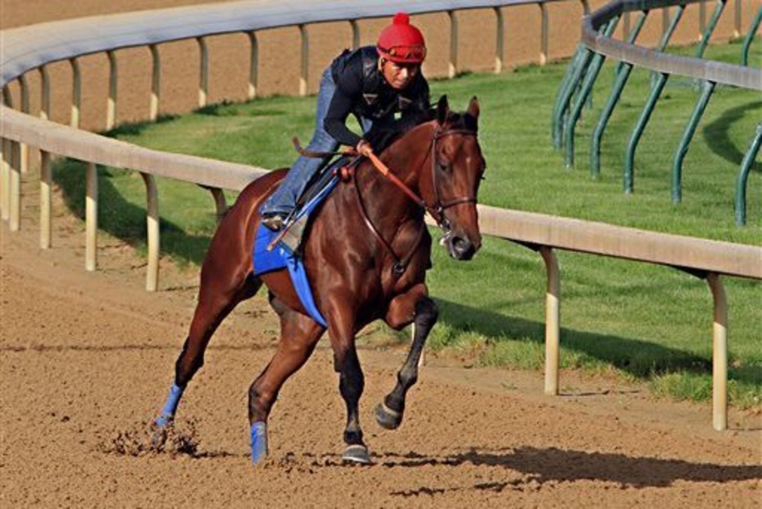 American Pharoah readies for the Belmont Stakes the Triple Crown.