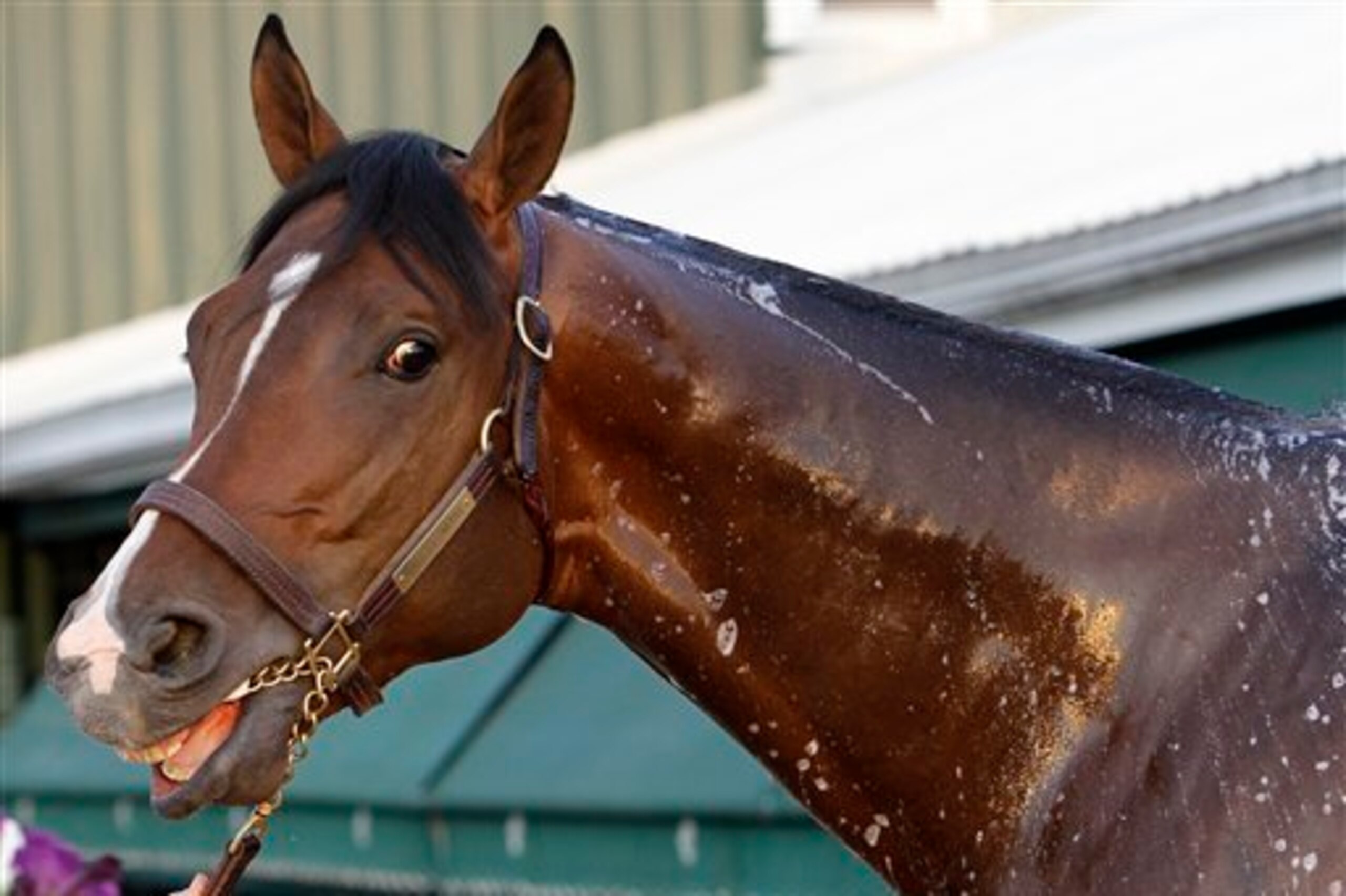 Meet Tale of Verve, the surprise of the Preakness, finishing second to American Pharoah.