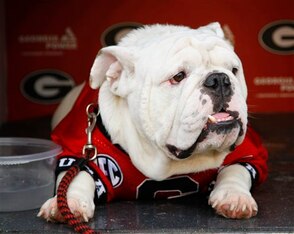 Those who love dogs could find the ideal job in handling Uga