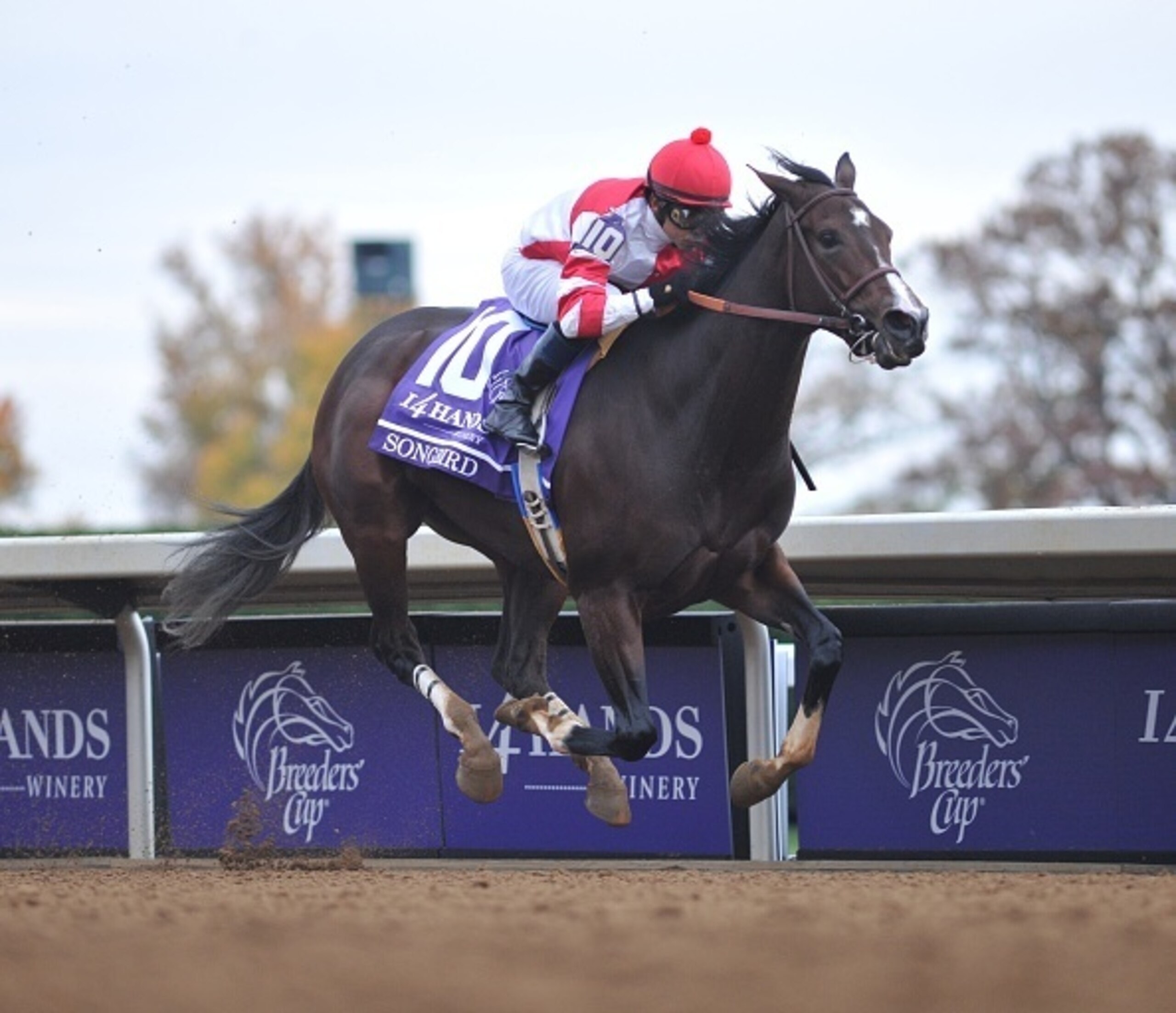 Nyquist won the Breeders' Cup Juvenile (G1) last year.