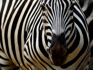 A Zebra at the French African Reserve