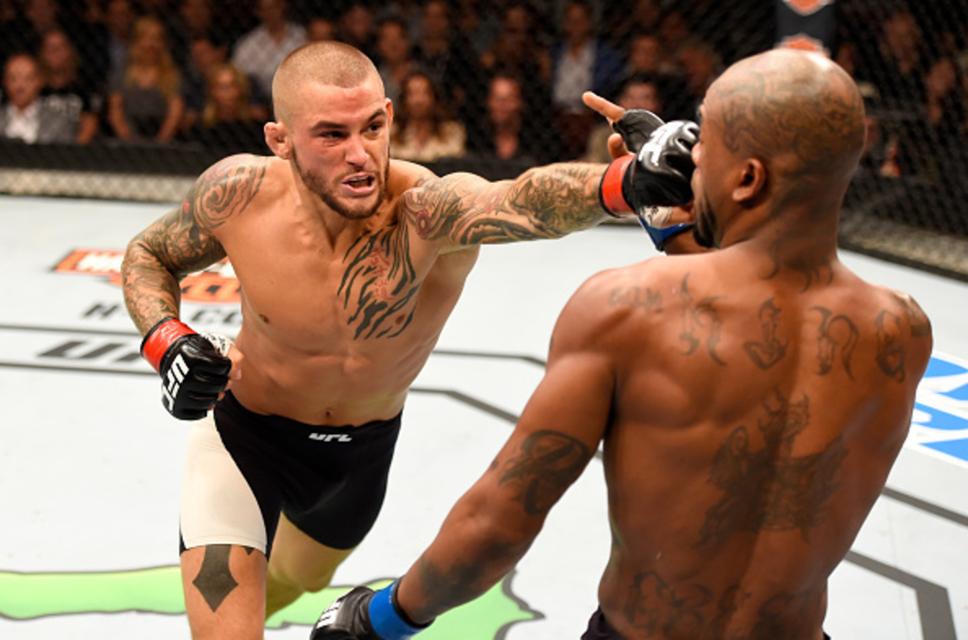 Dustin Poirier is on a great run at 155 pounds. Dustin Poirier is on a great run at 155 pounds.